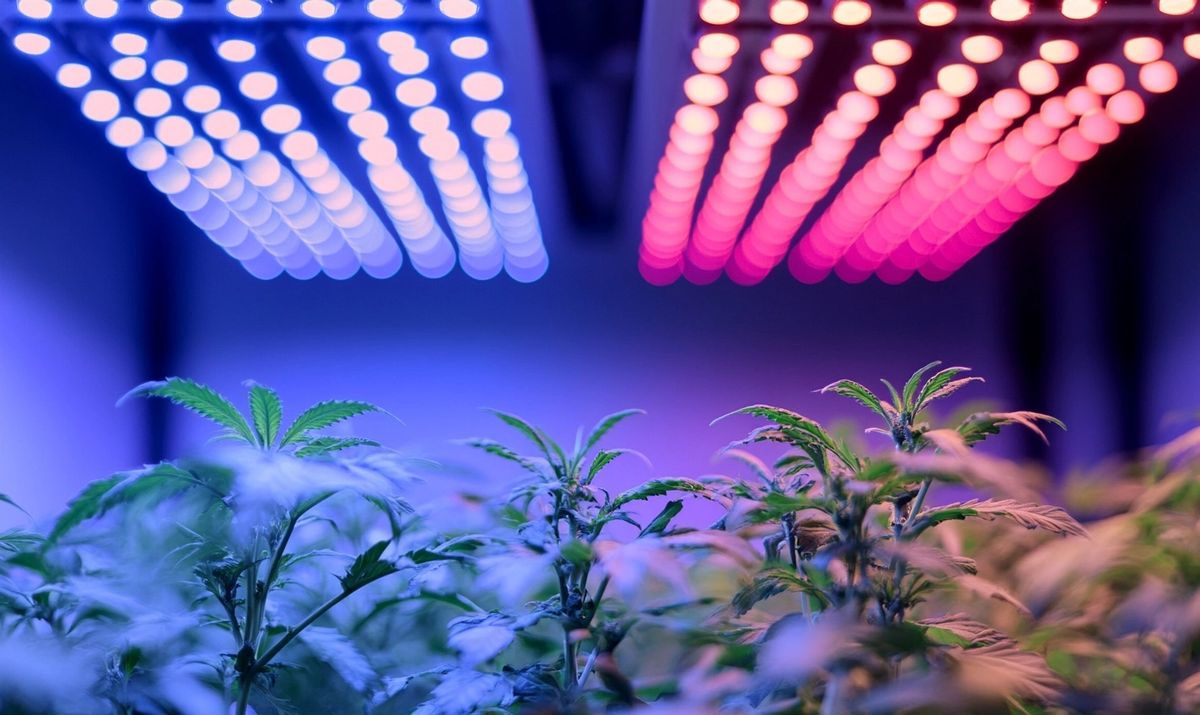 Comparison Between LED and Traditional Grow Lights