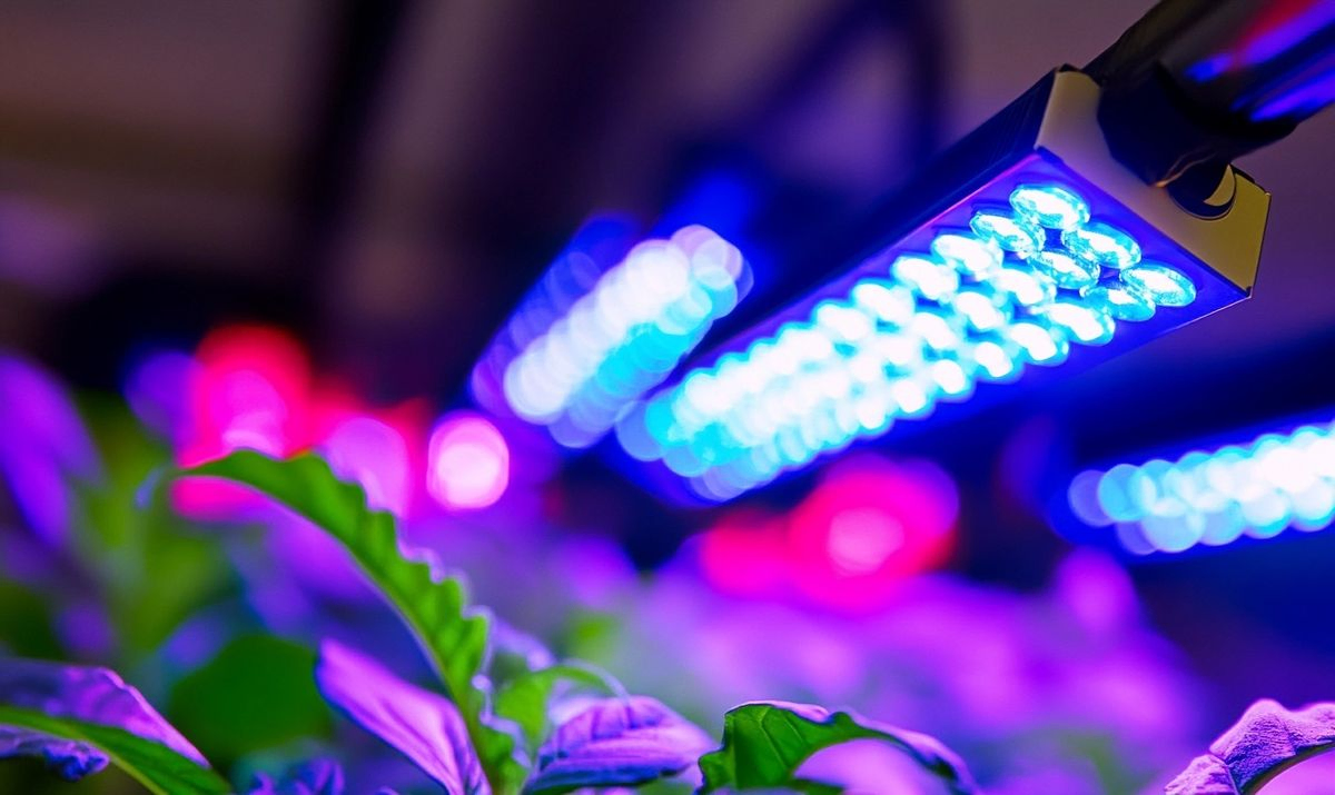 How to Test LED Grow Light for Wattage Effectively