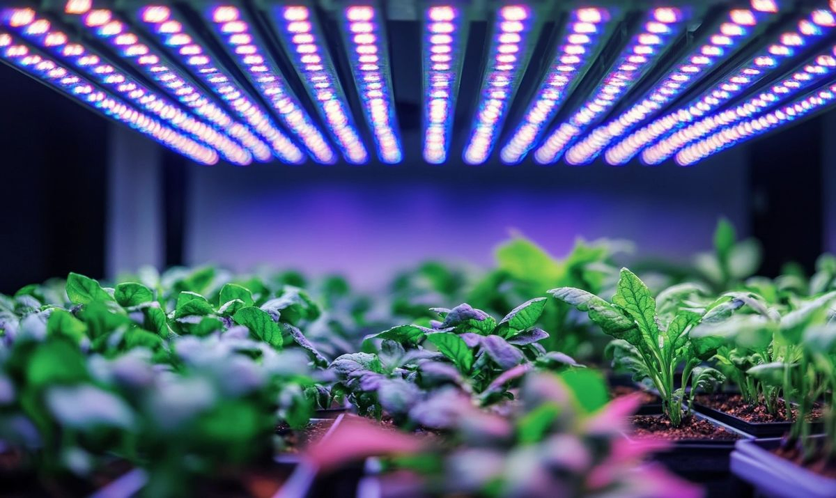 The Importance of LED Grow Light Quality