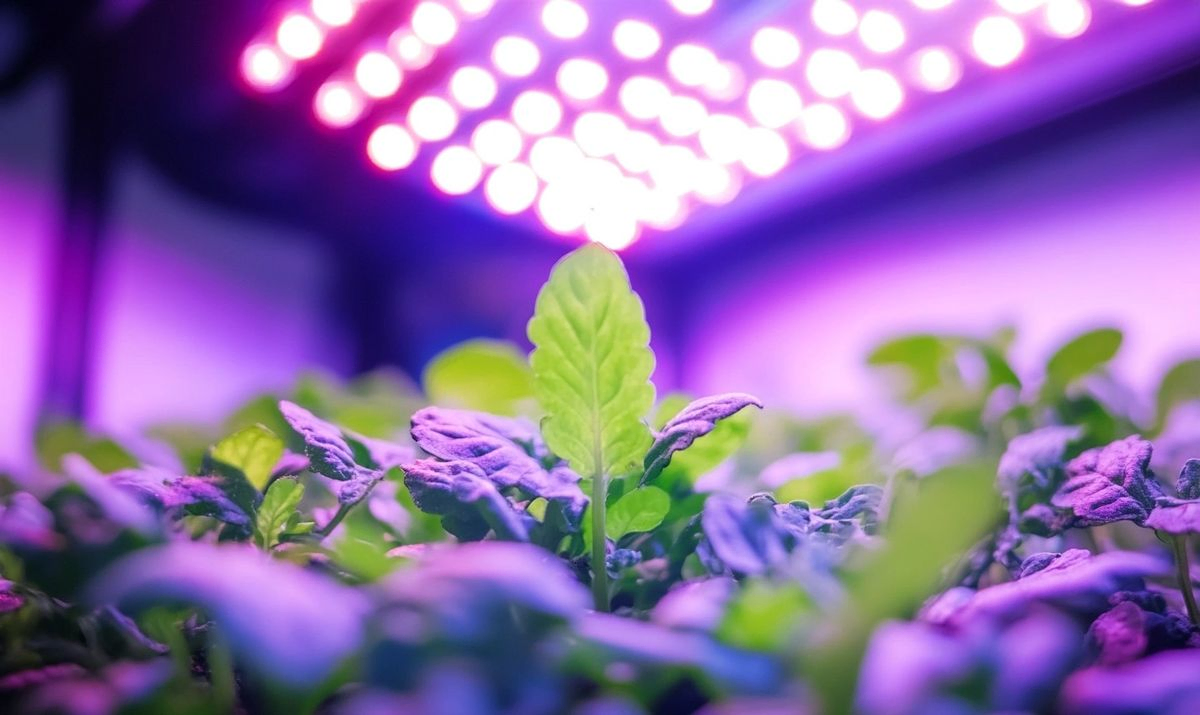 Tips for Using LED Grow Lights Effectively