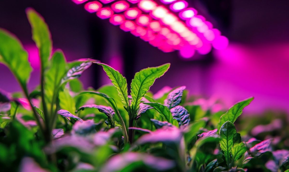 Understanding COB Technology in LED Grow Lights