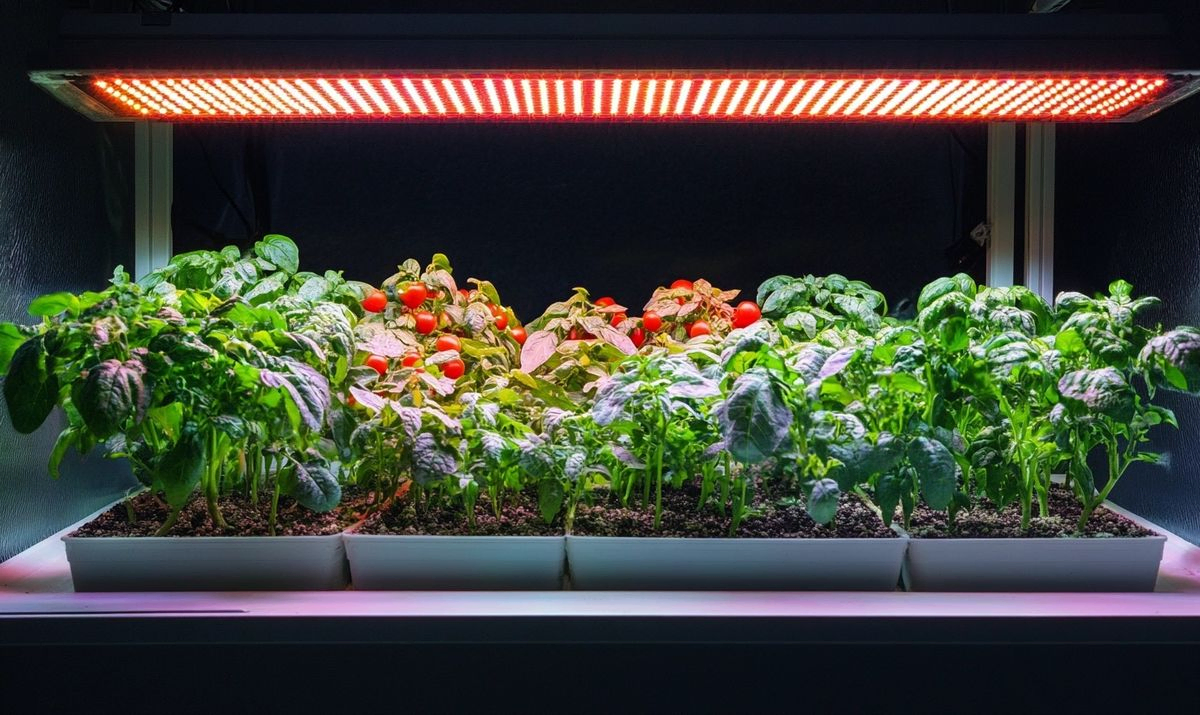 Understanding LED Grow Light Intensity