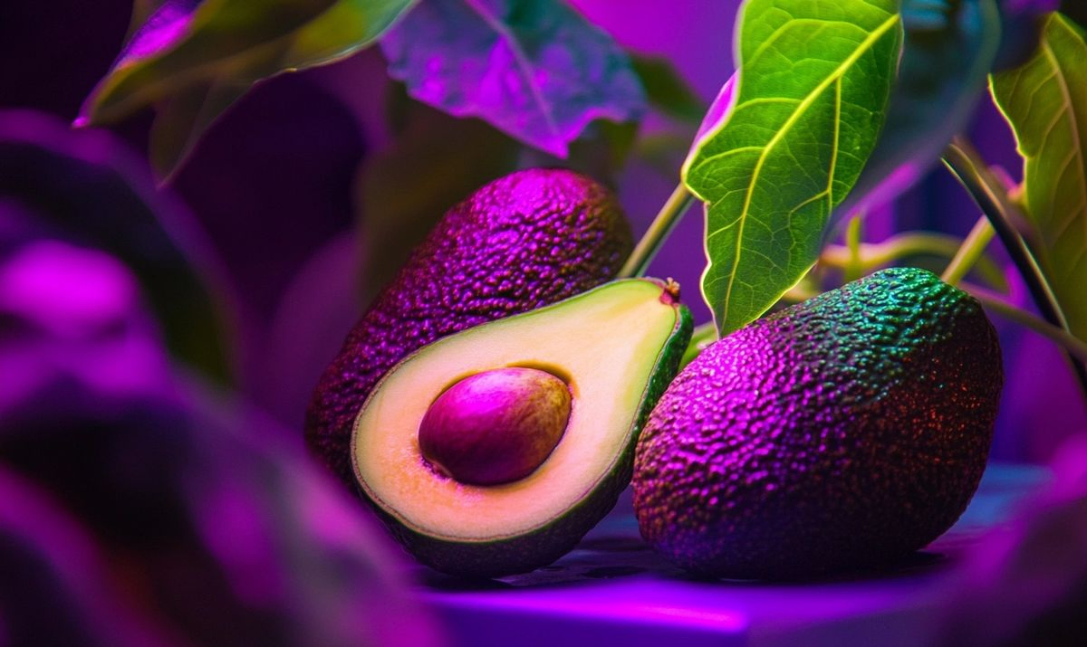 Optimal Duration for LED Grow Light for Avocado Plants