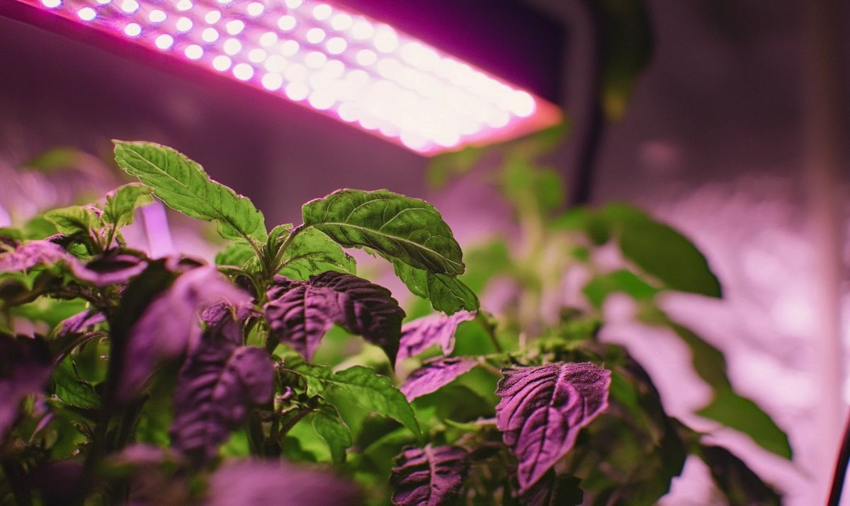 Understanding the Importance of Proper LED Grow Light Positioning